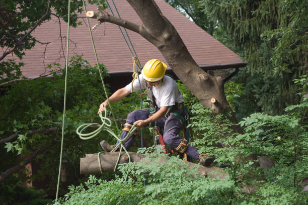 How Our Tree Care Process Works  in  North Bay Shore, NY